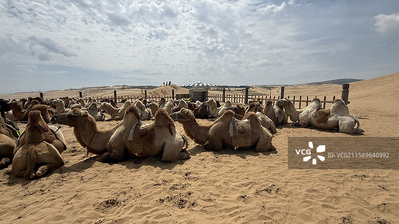 响沙湾的骆驼等待客人图片素材