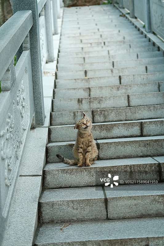 可爱猫咪图片素材