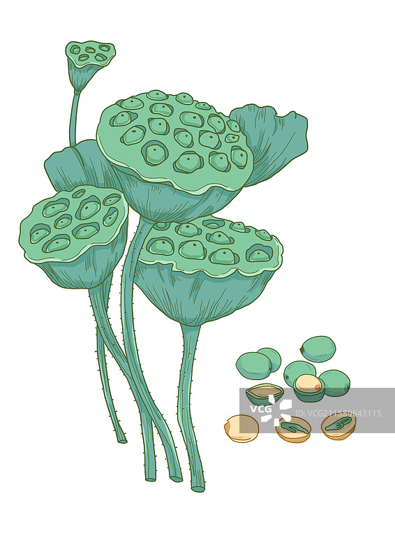莲子莲蓬参茸中药药材植物插画图片素材