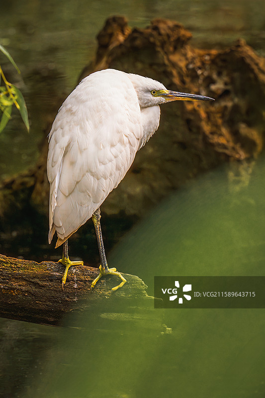 云南野生动物园中的动物们图片素材