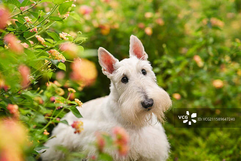 嬉戏的苏格兰梗图片素材