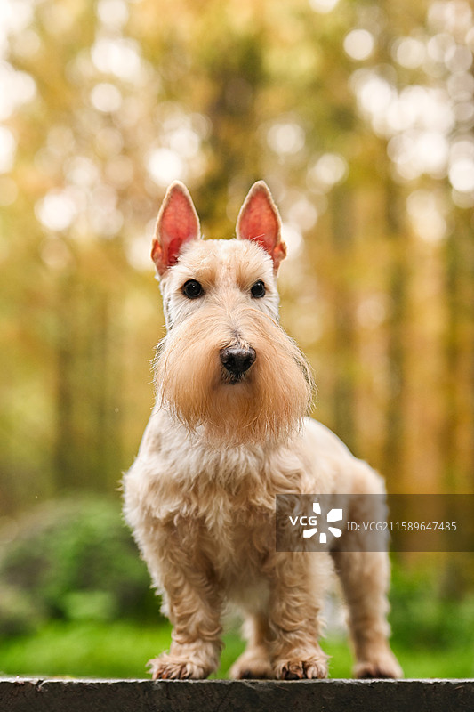 嬉戏的苏格兰梗图片素材