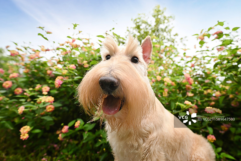 嬉戏的苏格兰梗图片素材