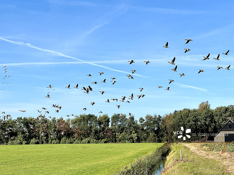 原野交响曲。拍摄于荷兰北部的泰瑟尔岛。图片素材