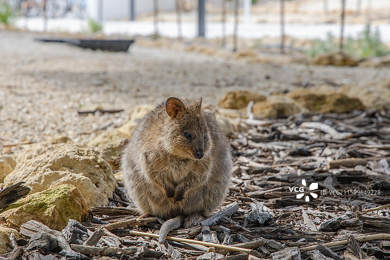 世界上最快乐的动物 - 短尾袋鼠Quokkas图片素材