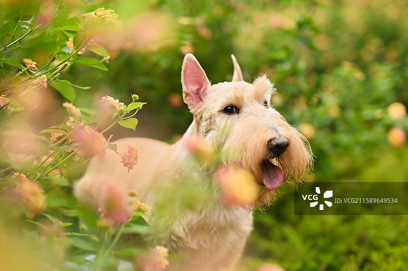 嬉戏的苏格兰梗图片素材