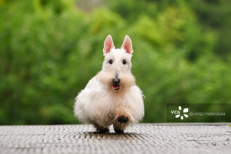 嬉戏的苏格兰梗图片素材