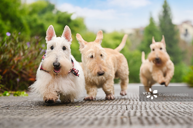 嬉戏的苏格兰梗图片素材