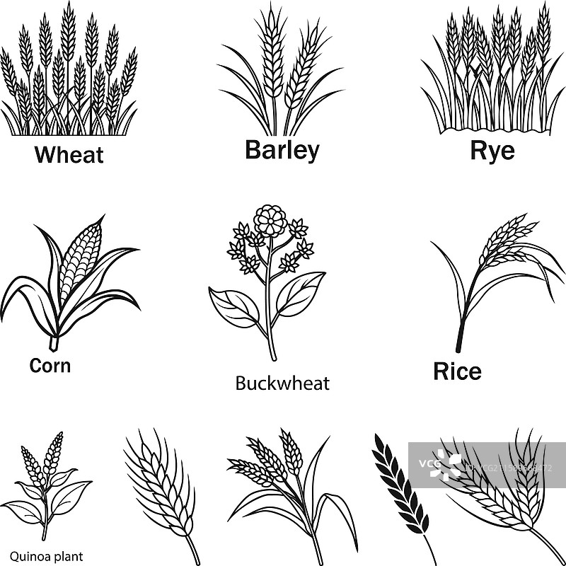 谷物 小麦 大麦 轮廓 黑麦 玉米图片素材