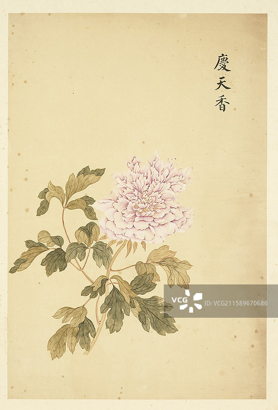 清代，邹一桂，绘画，牡丹二十四品，庆天香图片素材