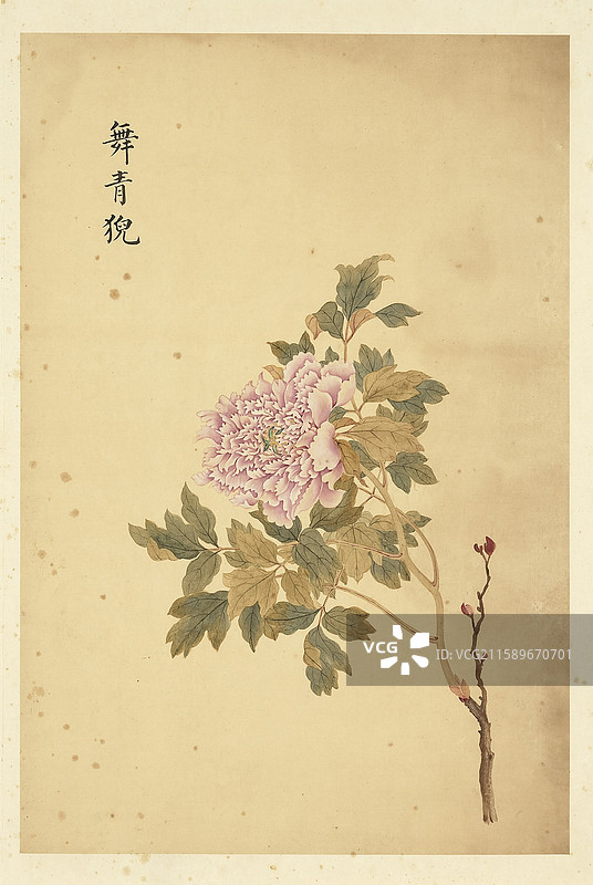 清代，邹一桂，绘画，牡丹二十四品，舞青㹸图片素材