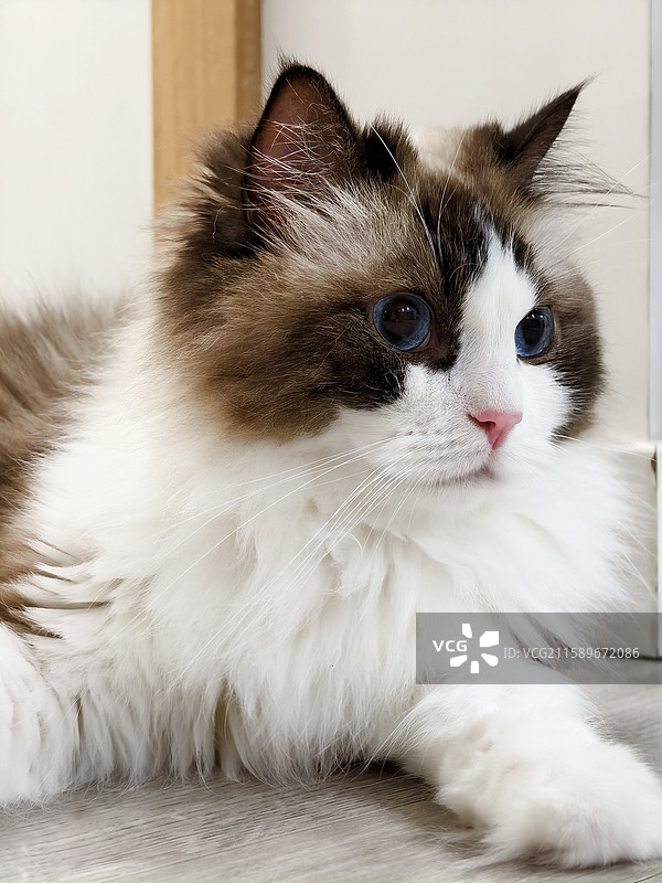 猫，布偶猫，长得好看的小猫，可爱小猫咪图片素材