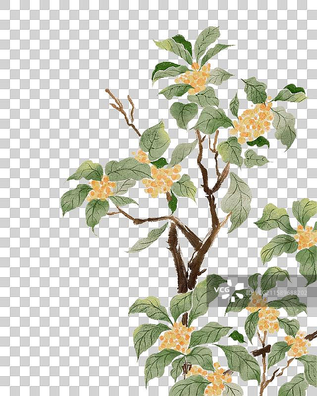 桂花树图片素材