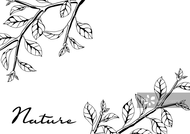 background with branches and leaves spring or图片素材