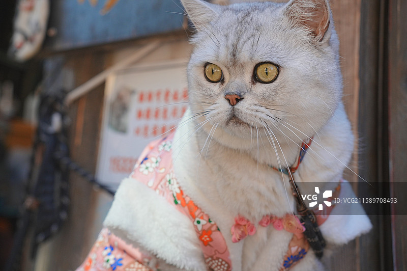 和服猫咪：可爱的英短猫，日系宠物图片素材