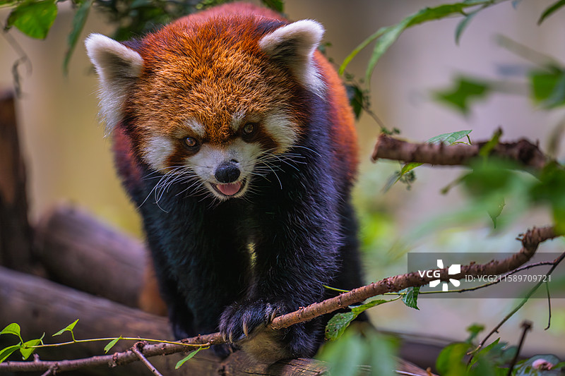 云南野生动物园中的动物们图片素材