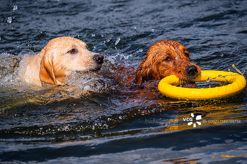 云南野生动物园中的动物们图片素材