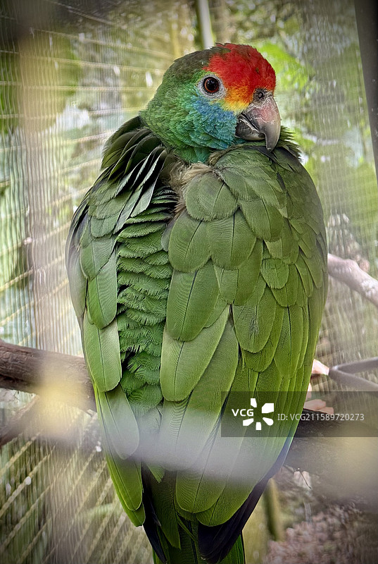 红额亚马逊鹦鹉图片素材