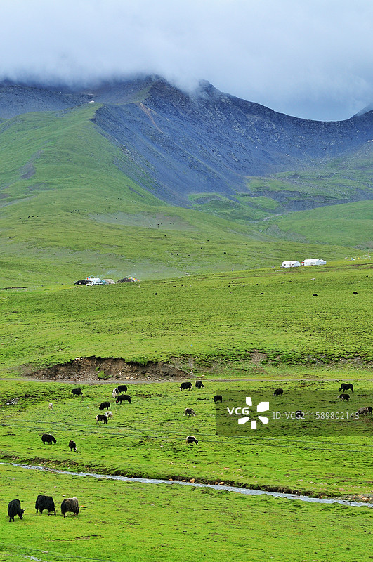 西藏巴青县317国道边的高山牧场图片素材