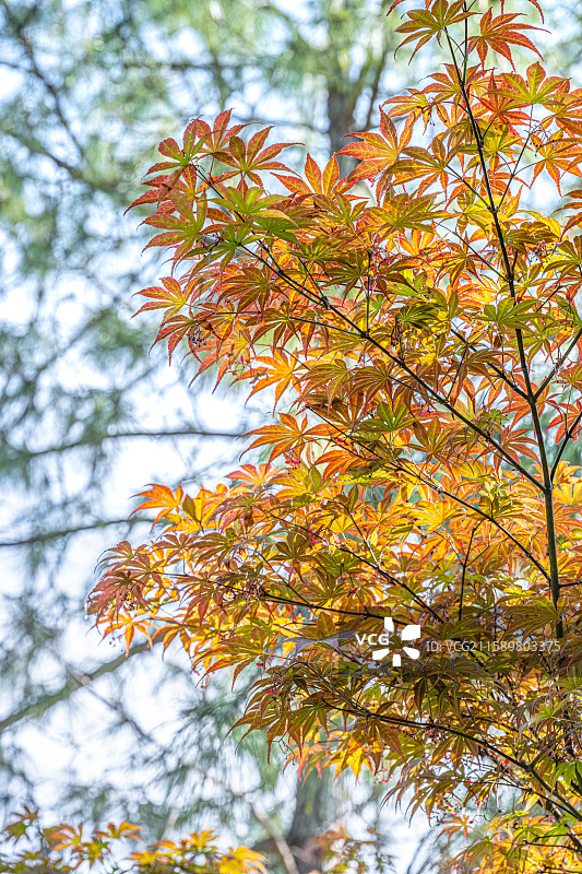鸡爪槭树叶特写 金色红色绿色五彩枫叶 人间四月天 阳光照亮庭院 上海浦东世纪公园春季植物图鉴图片素材