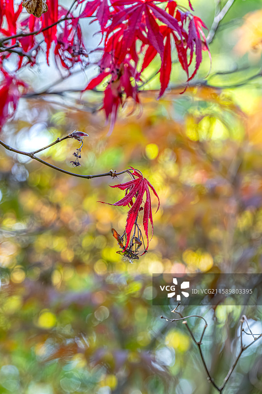 鸡爪槭树叶特写 金色红色绿色五彩枫叶 人间四月天 阳光照亮庭院 上海浦东世纪公园春季植物图鉴图片素材