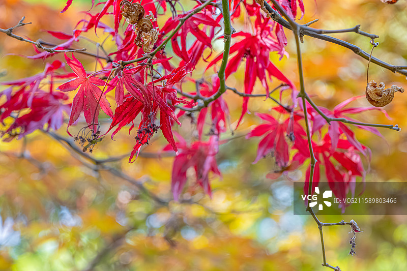鸡爪槭树叶特写 金色红色绿色五彩枫叶 人间四月天 阳光照亮庭院 上海浦东世纪公园春季植物图鉴图片素材