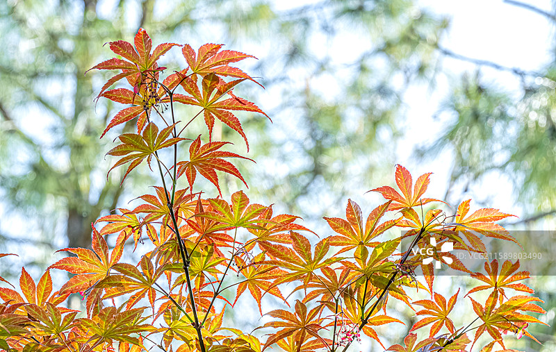 鸡爪槭树叶特写 金色红色绿色五彩枫叶 人间四月天 阳光照亮庭院 上海浦东世纪公园春季植物图鉴图片素材