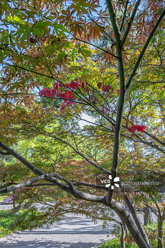 鸡爪槭树叶特写 金色红色绿色五彩枫叶 人间四月天 阳光照亮庭院 上海浦东世纪公园春季植物图鉴图片素材