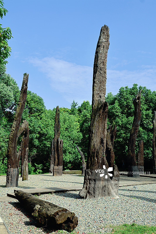金沙博物馆乌木林图片素材
