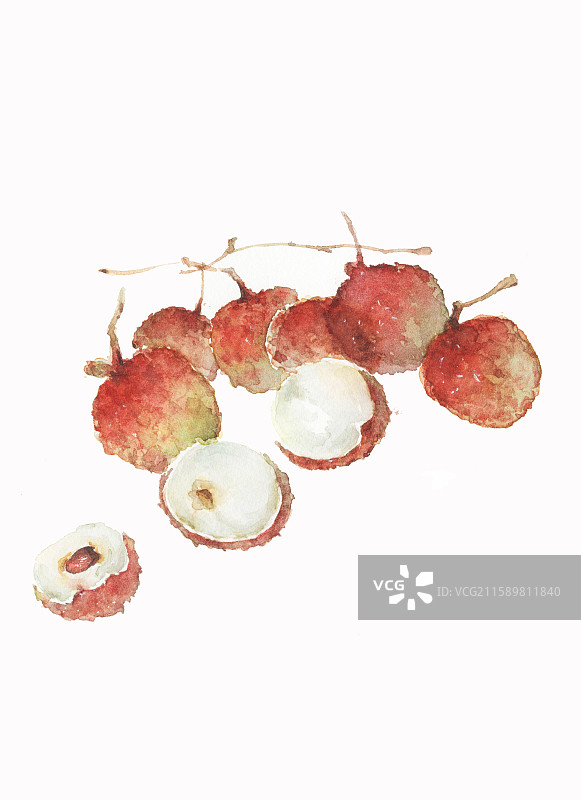 水彩插画新鲜的水果荔枝丹荔图片素材