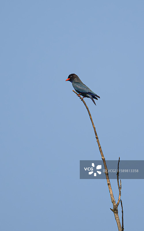 三宝鸟图片素材