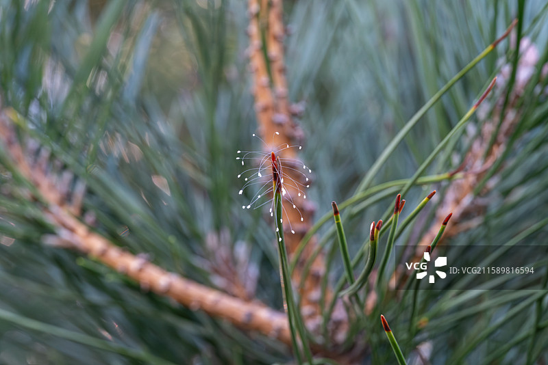 松针上的草蛉虫卵图片素材