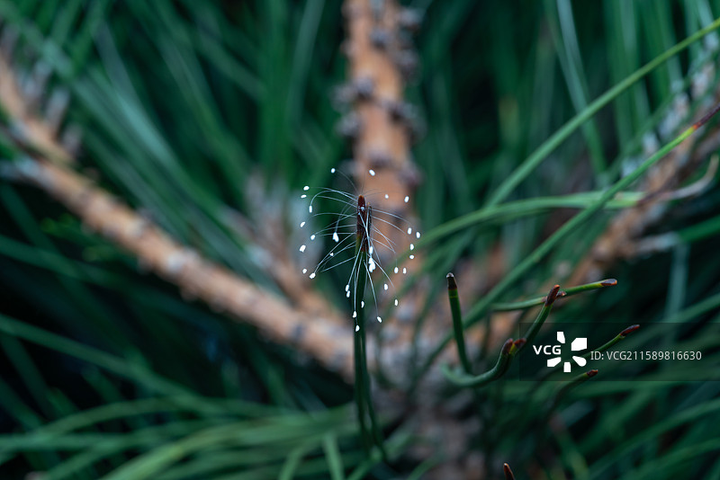 松针上的草蛉虫卵图片素材