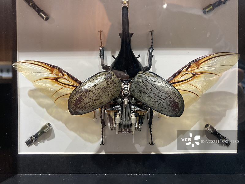 昆虫 标本 艺术品 虫子图片素材