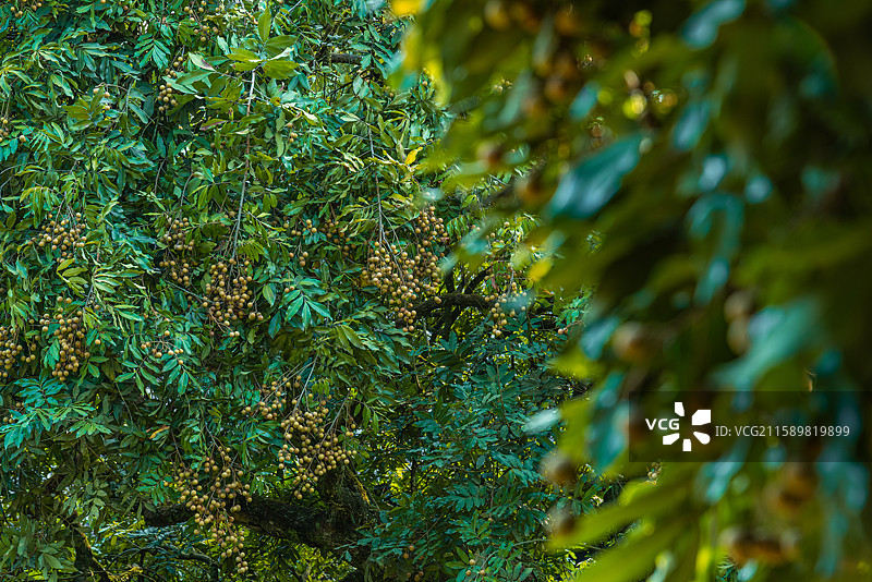 四川省泸州市张坝桂圆林旅游景区图片素材