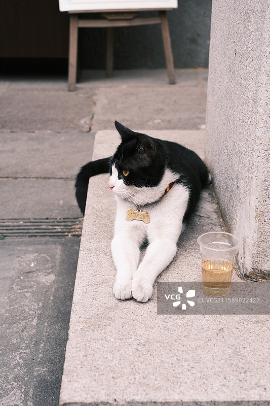 猫坐在户外的高角度肖像图片素材