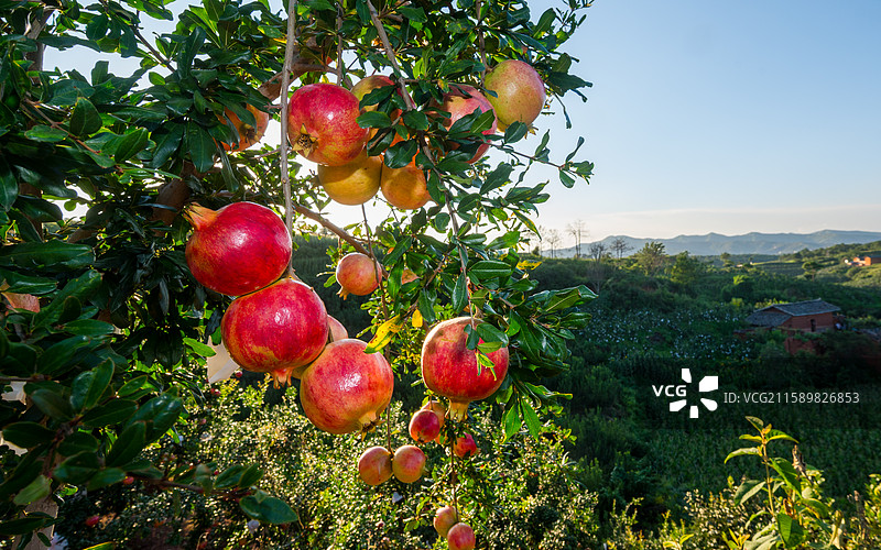 水果成熟石榴果园软籽石榴图片素材