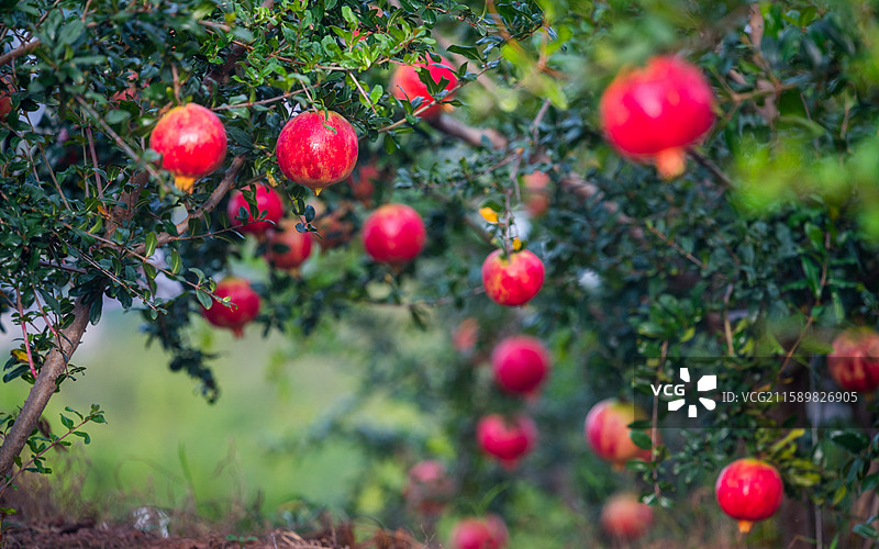 水果成熟石榴果园软籽石榴图片素材