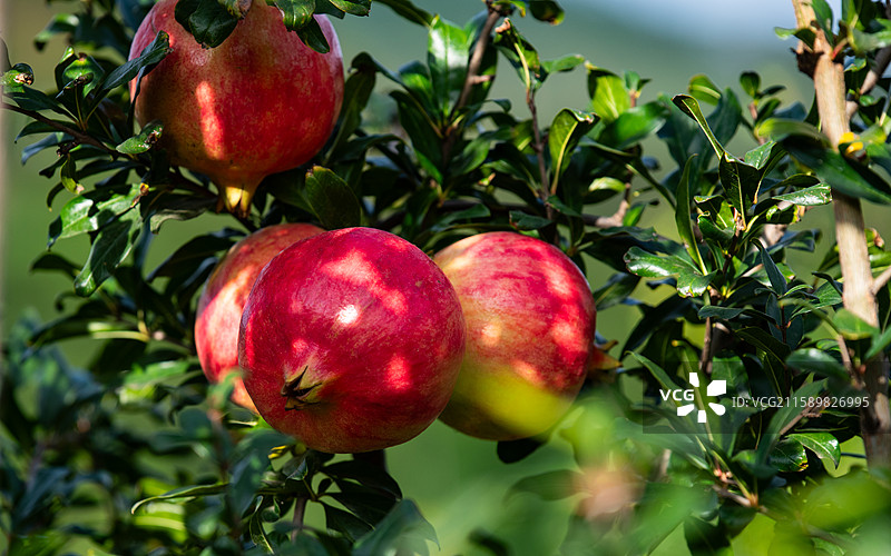 水果成熟石榴果园软籽石榴图片素材