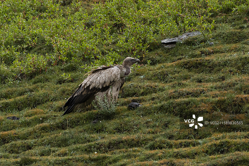 高山兀鹫图片素材