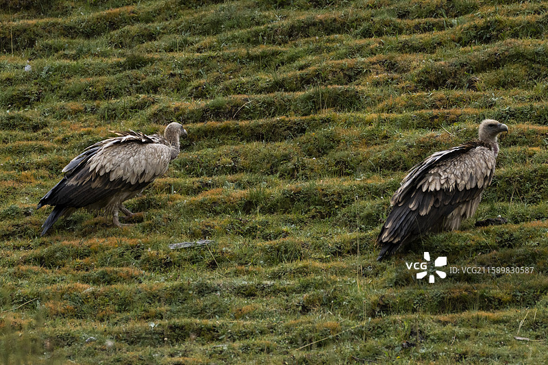 高山兀鹫图片素材