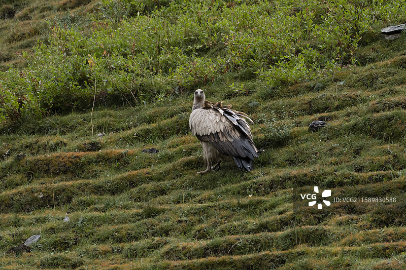 高山兀鹫图片素材