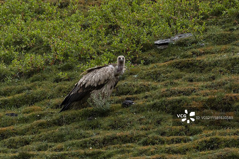 高山兀鹫图片素材
