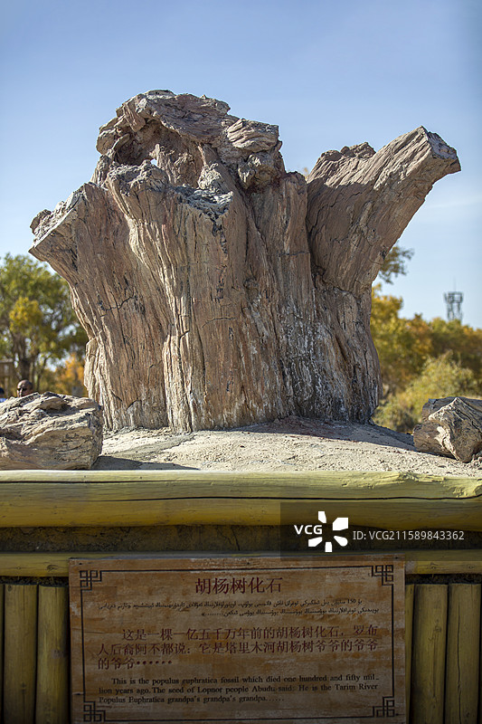 新疆尉犁县罗布人村寨胡杨树化石景观图片素材