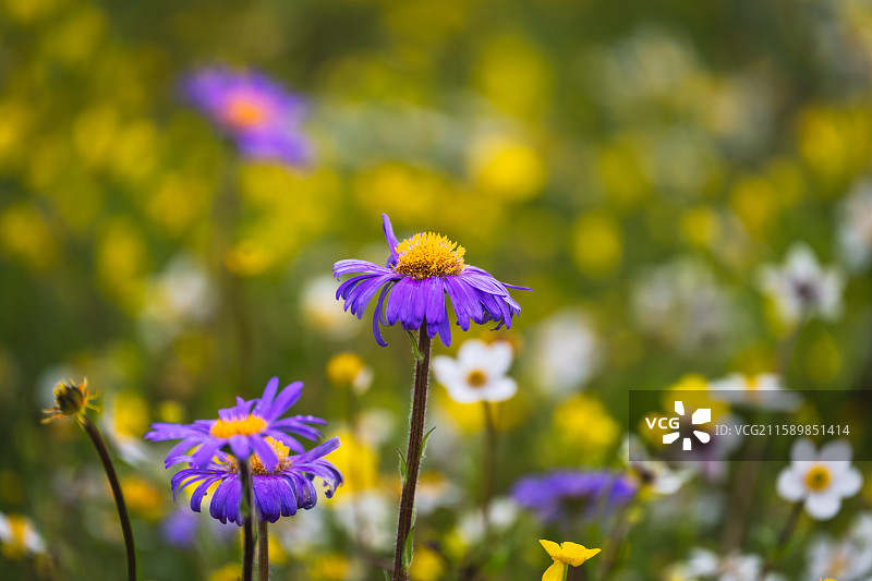 中国四川阿坝州红原县俄么塘花海图片素材