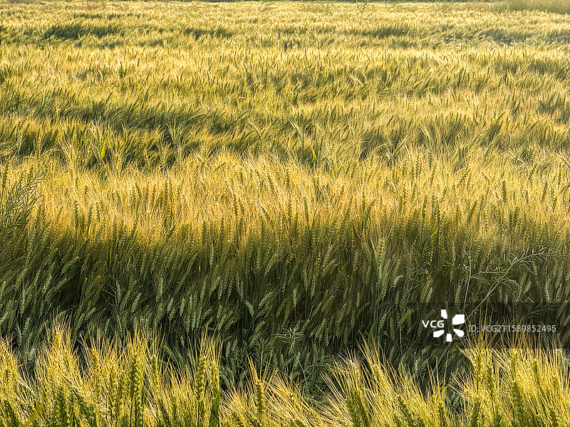 金色麦田图片素材