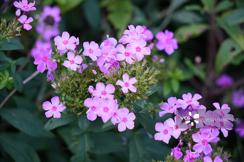 盛开的天蓝绣球  野花图片素材