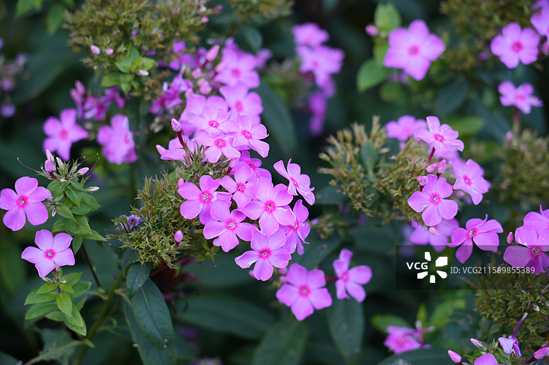 盛开的天蓝绣球  野花图片素材