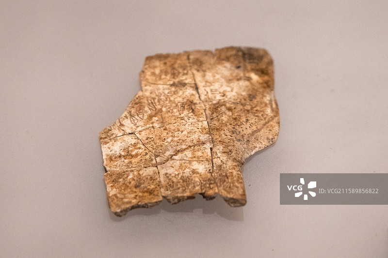 刻辞龟甲（商代后期）河南博物院藏 1991年安阳市殷墟花园庄东地出土图片素材