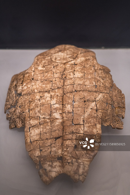 刻辞龟甲（商代后期）河南博物院藏 1991年安阳市殷墟花园庄东地出土图片素材